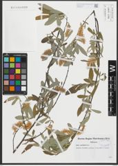 Foto von Salix salviifolia Brot.